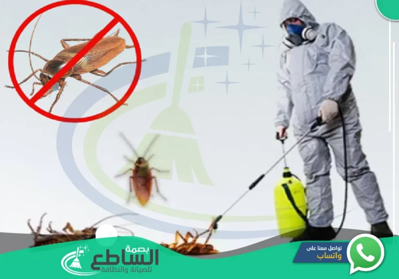 شركة مكافحة صراصير بابها | 0557997714 | مبيدات حشرية