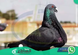 شركة مكافحة حمام بأبها | 0557997714 | تركيب طارد الحمام